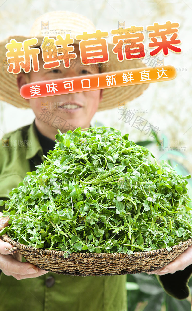 新鲜苜蓿菜详情页