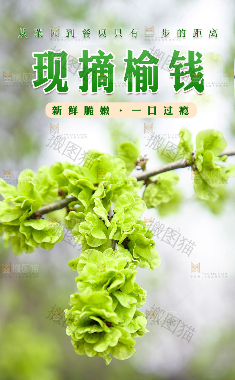 现摘榆钱详情页