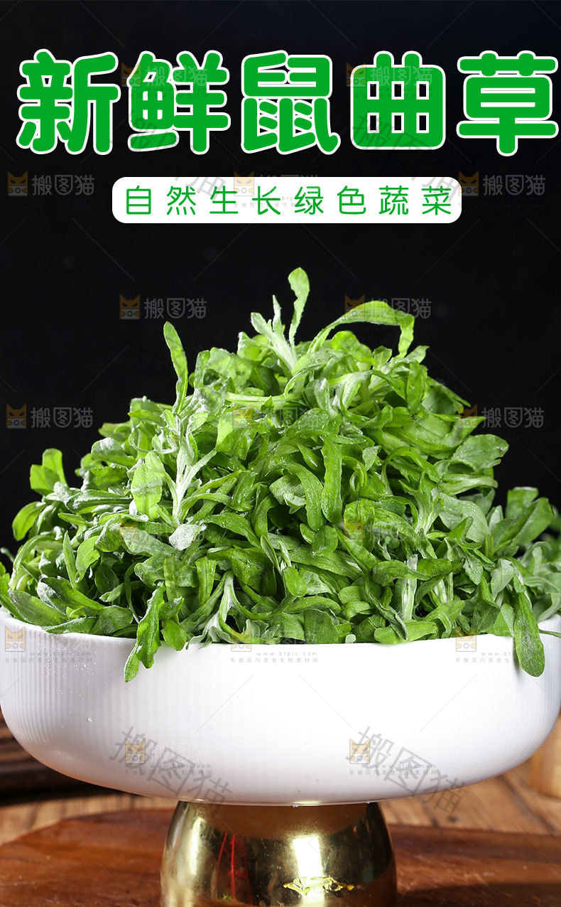 鼠曲草详情页