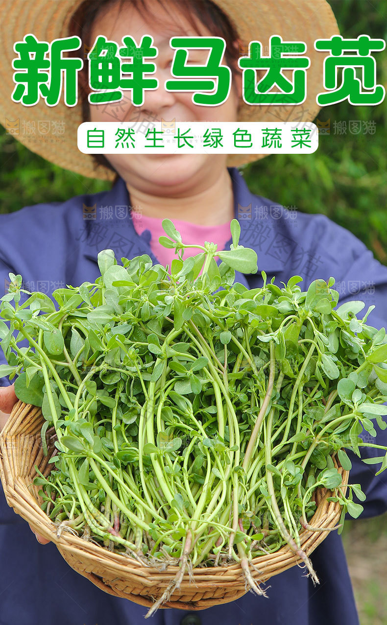 马齿苋详情页