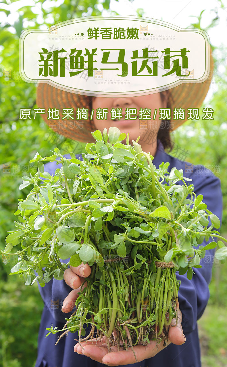 新鲜马齿苋详情页