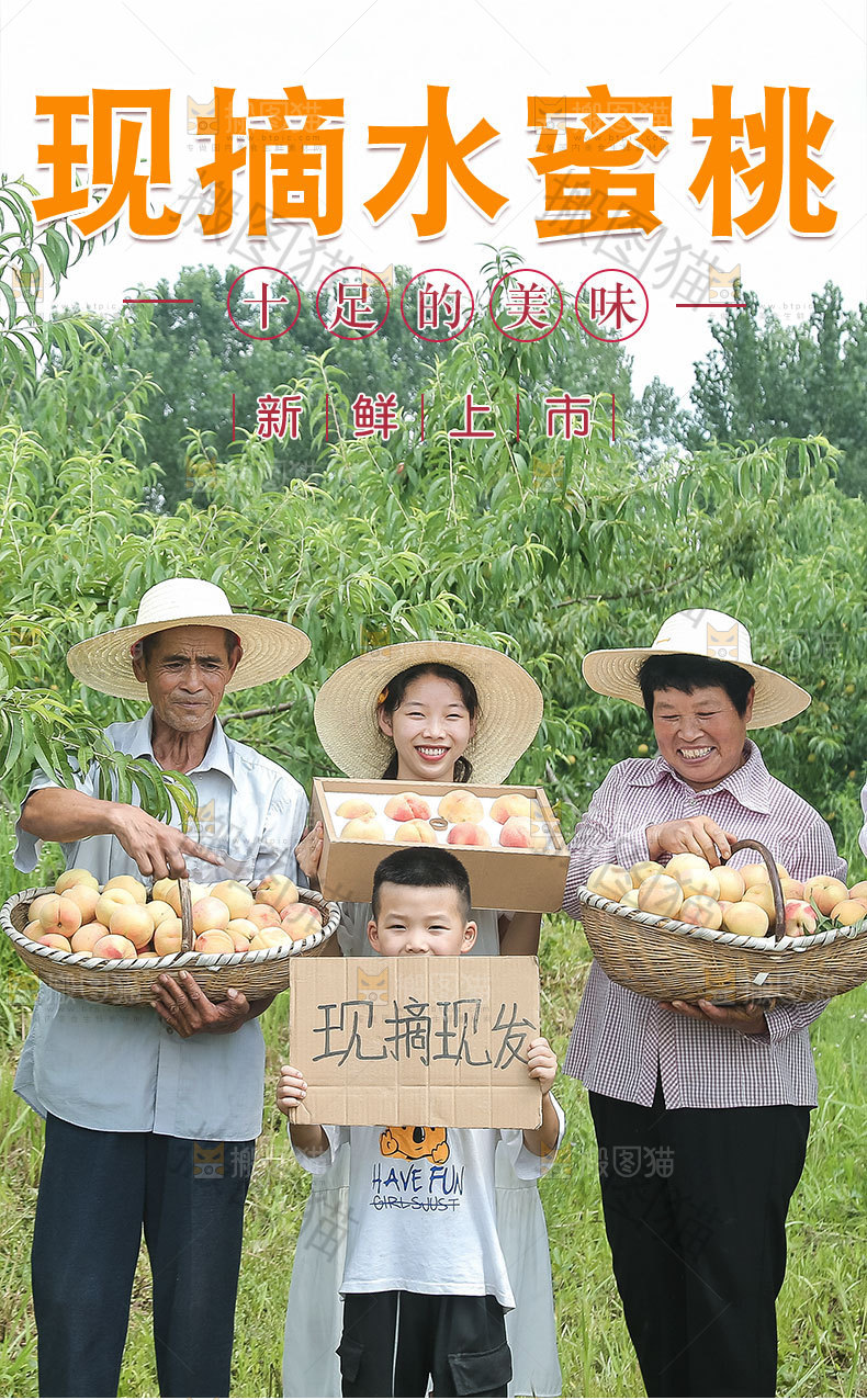 现摘水蜜桃详情页