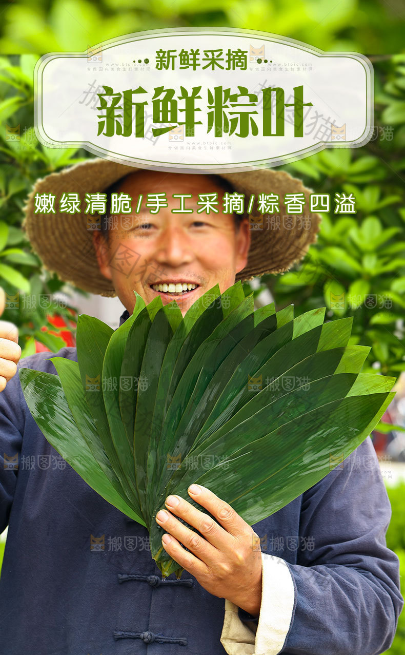 新鲜粽叶详情页