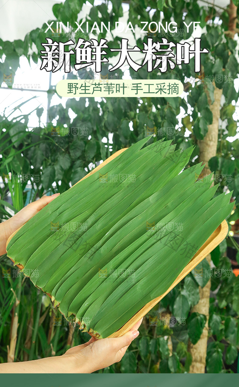 野生芦苇叶详情页