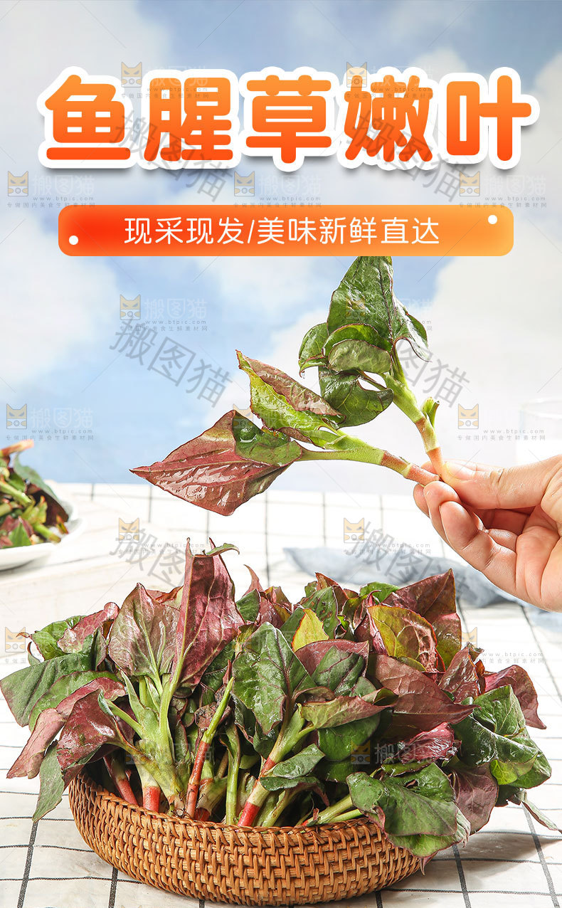 鱼腥草嫩叶详情页
