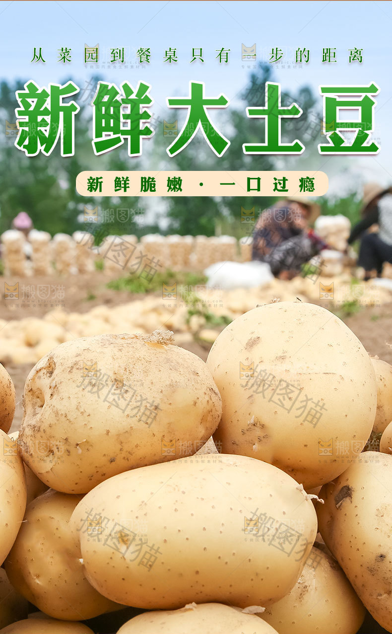 新鲜大土豆详情页