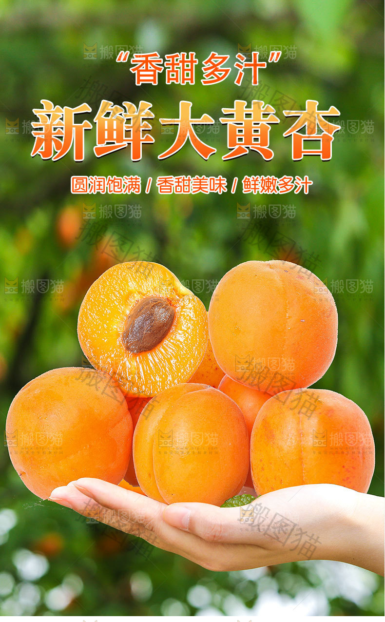 大黄杏详情页