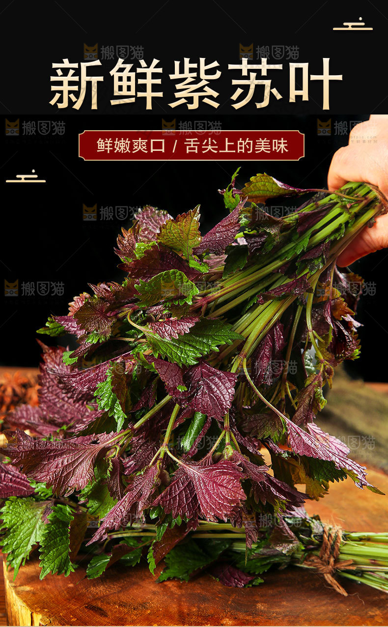 新鲜紫苏叶详情页