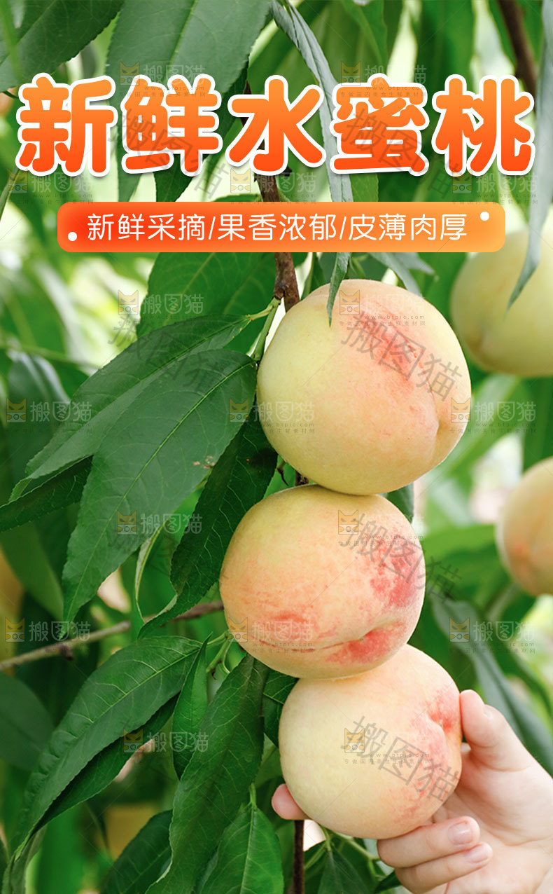 新鲜水蜜桃详情页