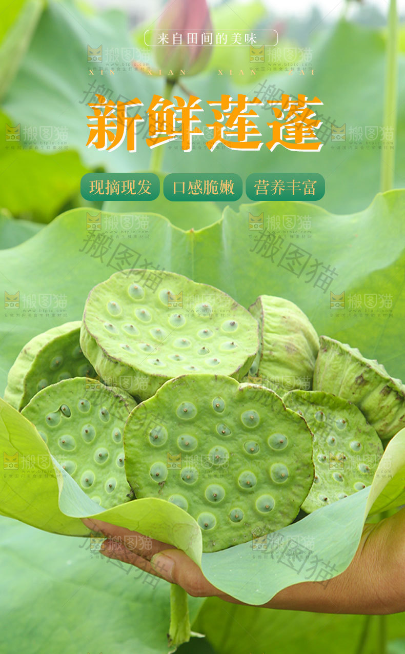 新鲜莲蓬详情页