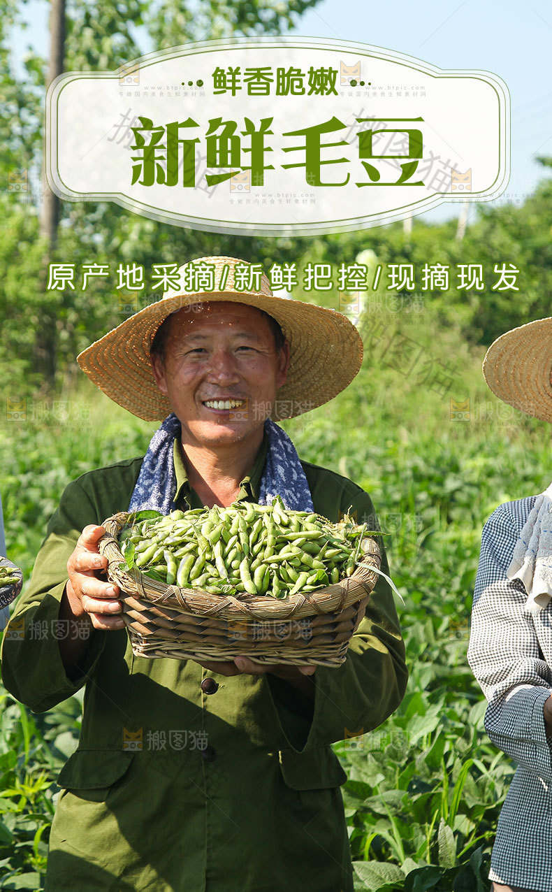 新鲜毛豆详情页