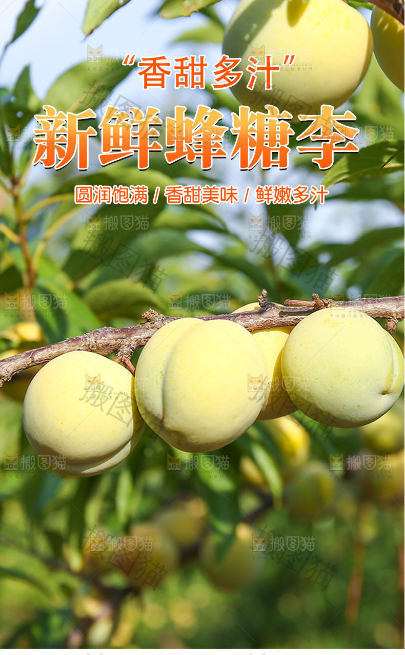 新鲜蜂糖李详情页