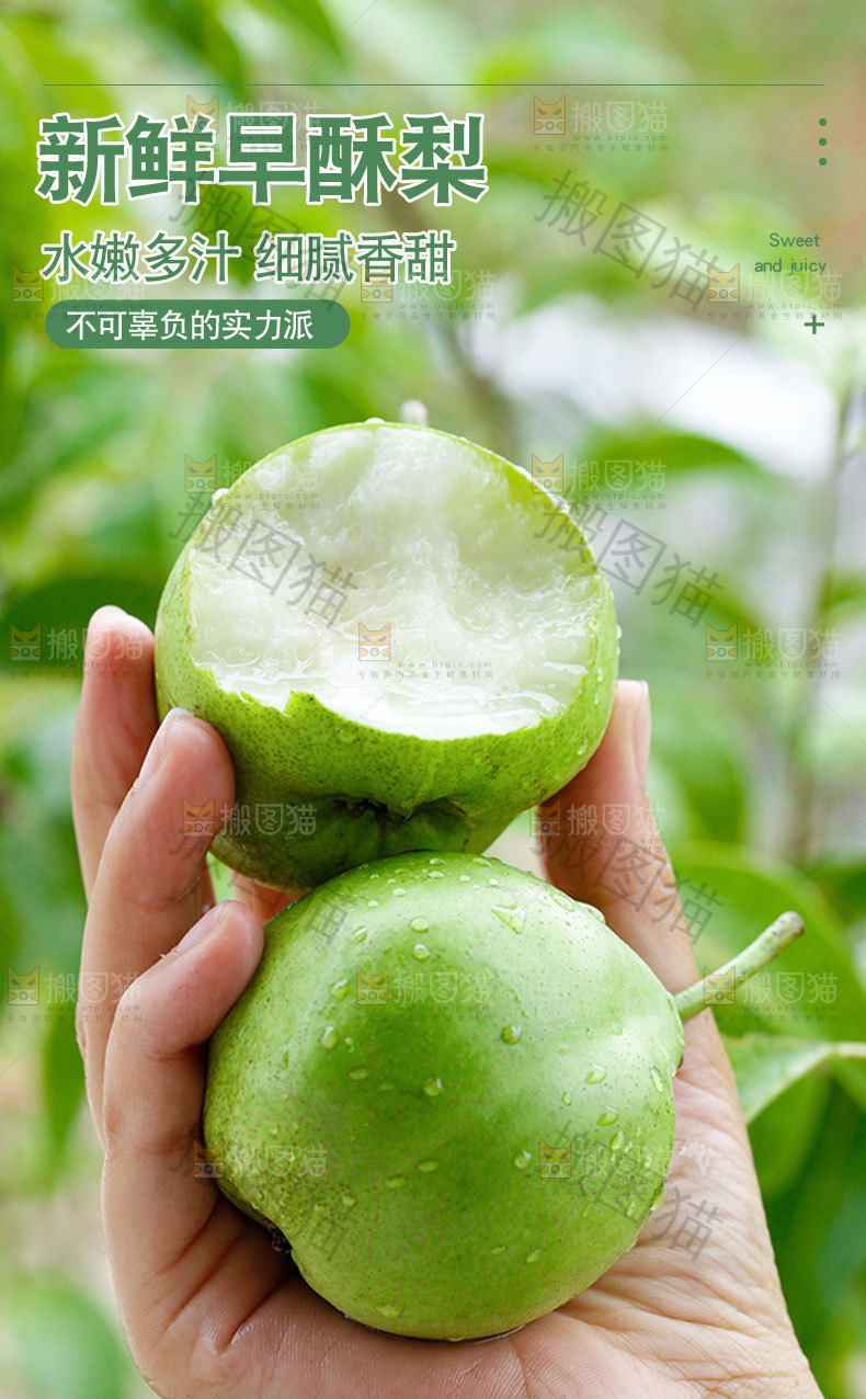 新鲜早酥梨详情页