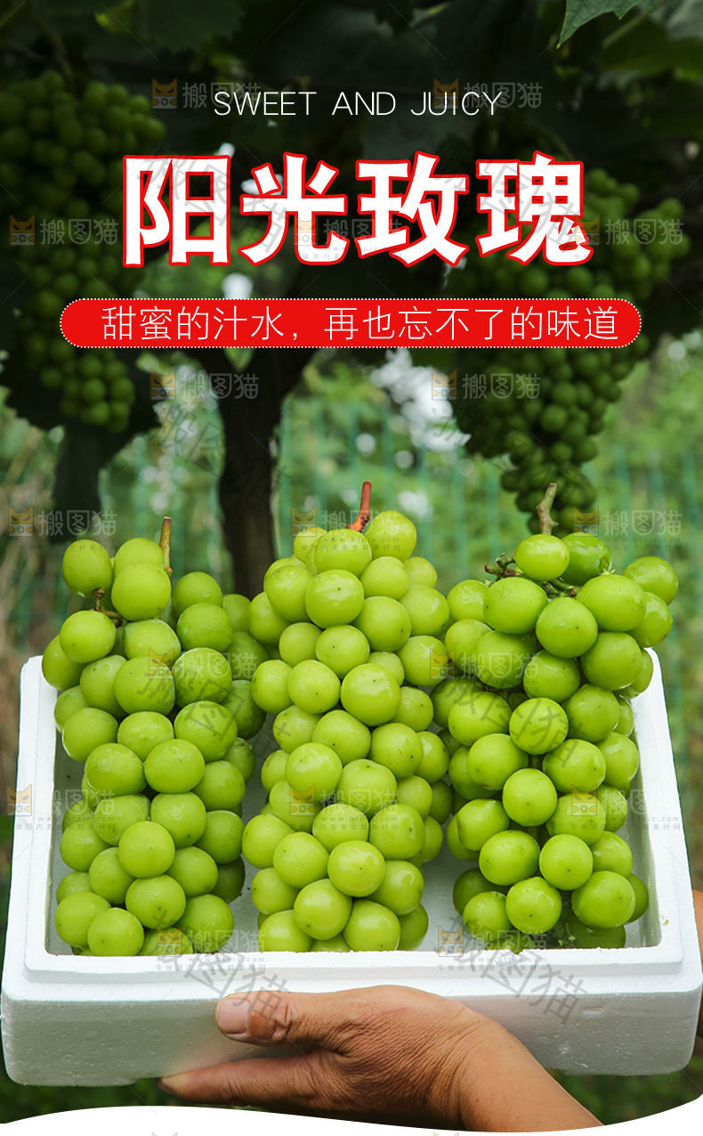 阳光玫瑰详情页