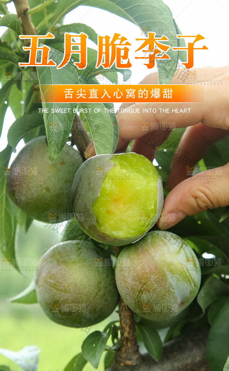 五月脆李子详情页