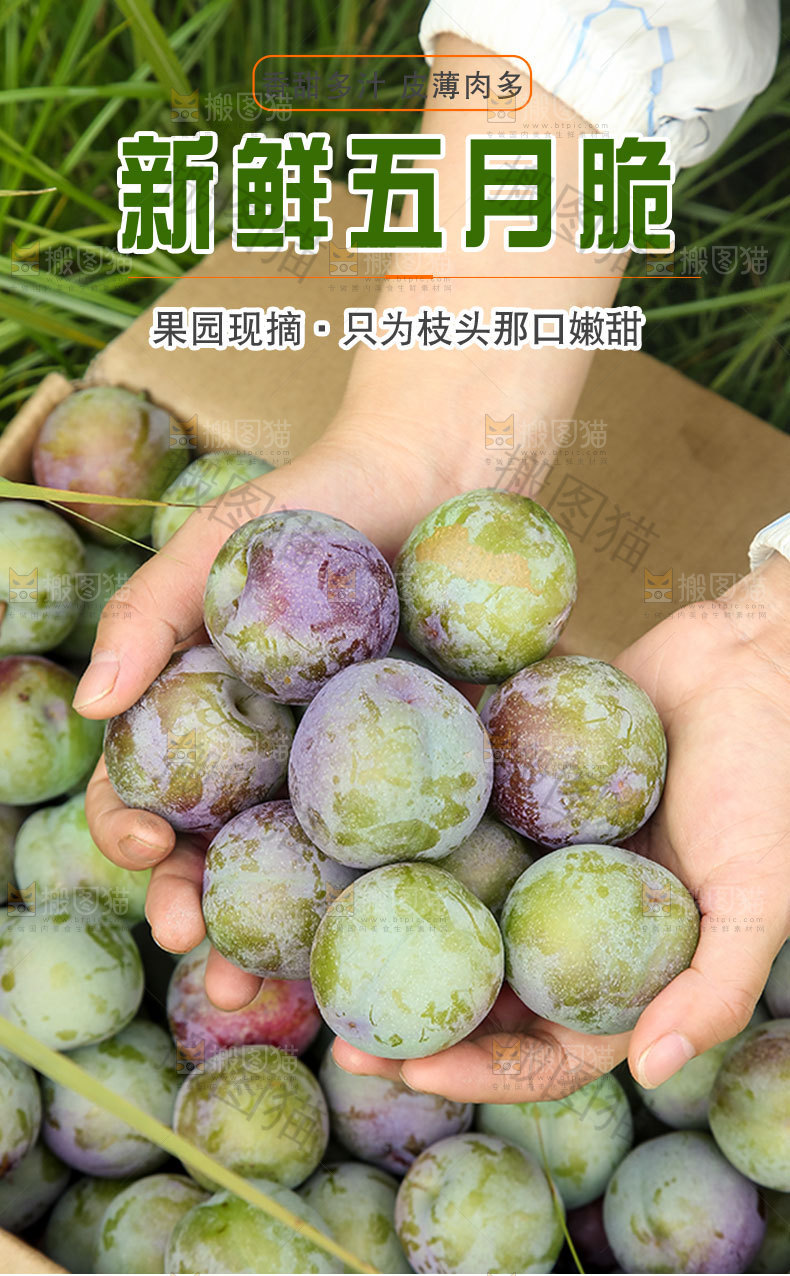 新鲜五月脆详情页