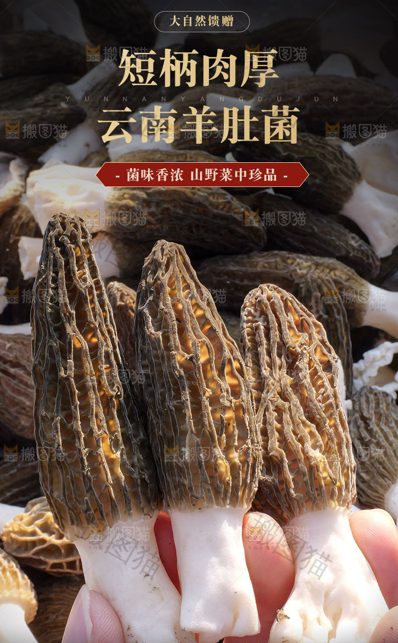 羊肚菌详情页