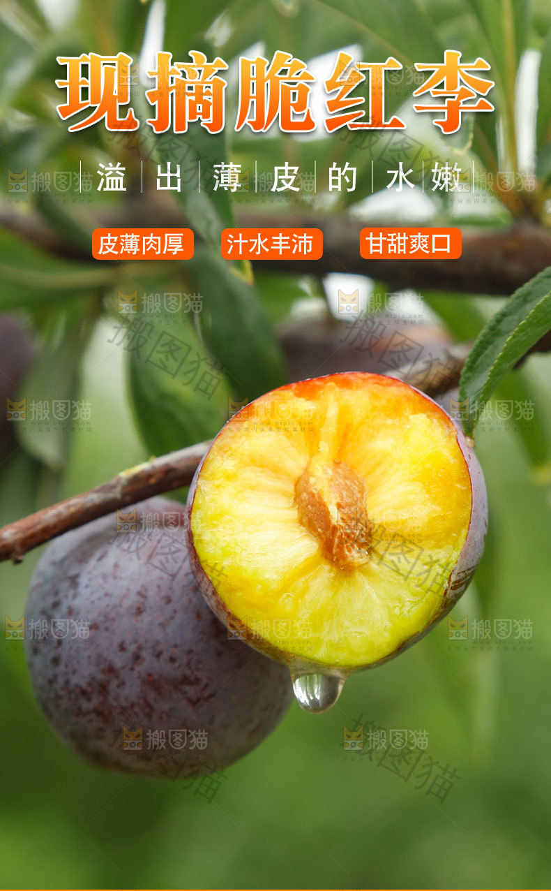 现摘脆红李详情页