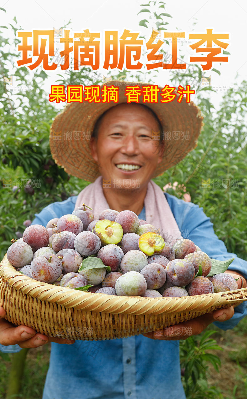 现摘脆红李详情页