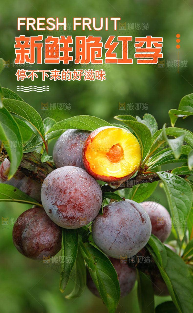 新鲜脆红李详情页
