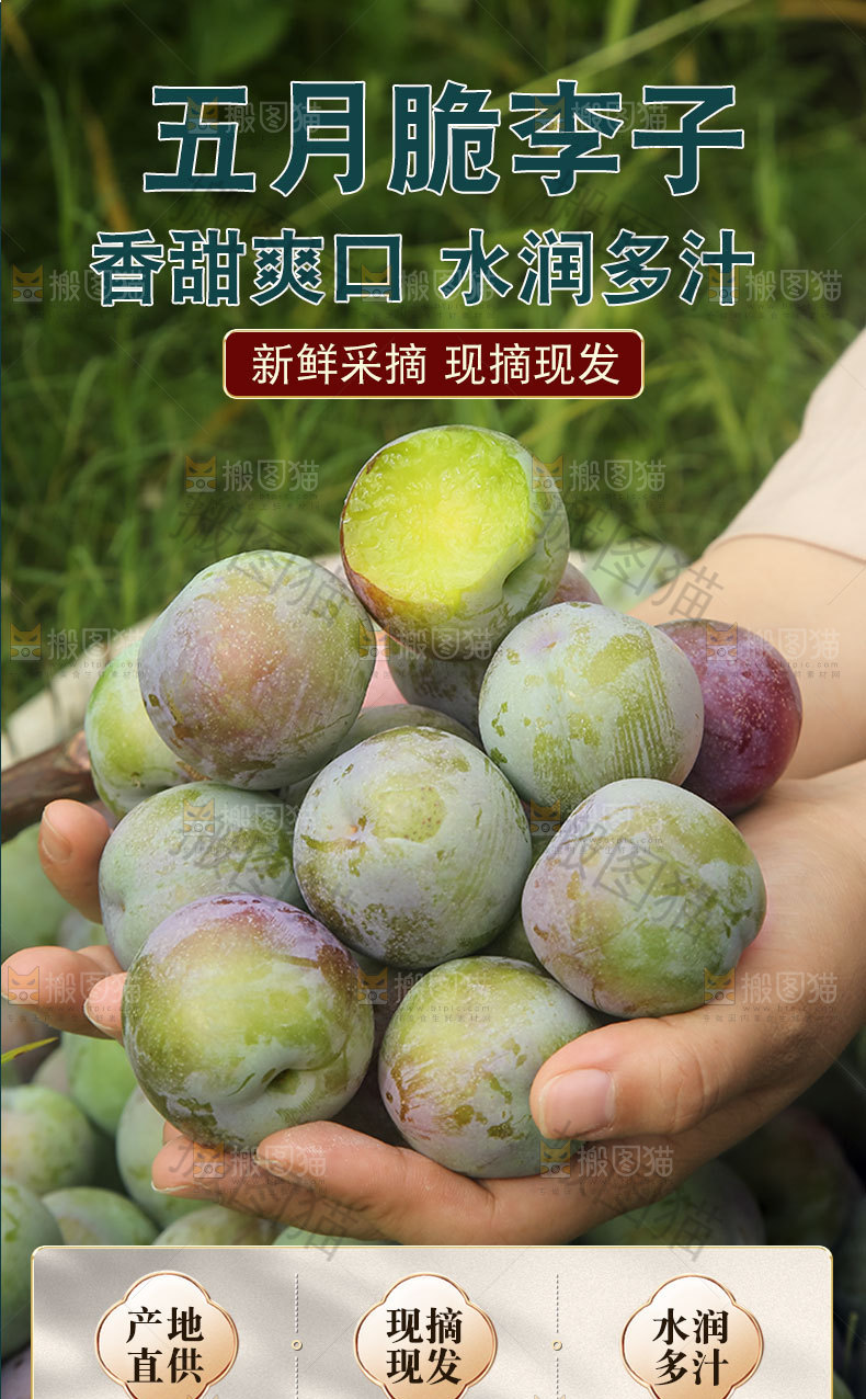 五月脆李子详情页