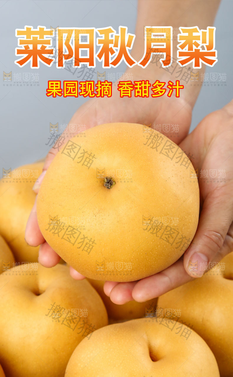 莱阳秋月梨详情页