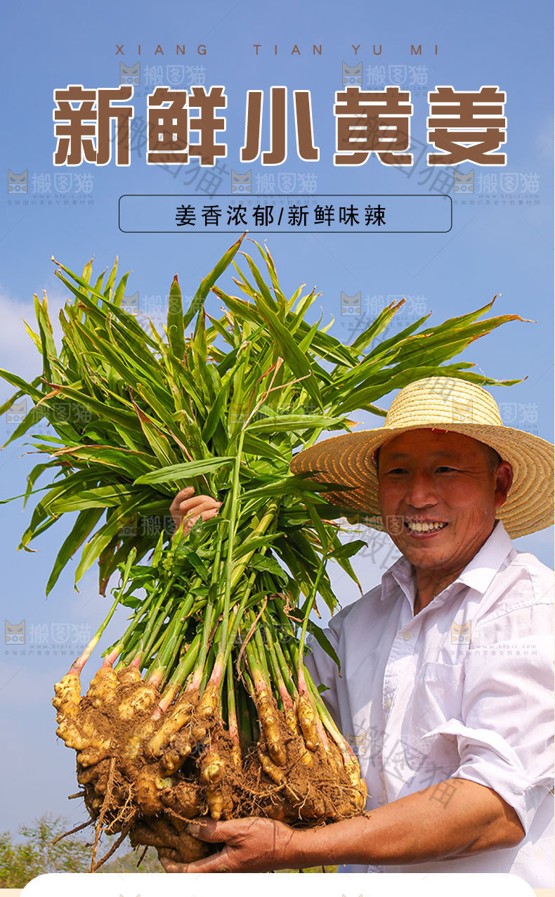 新鲜小黄姜详情页