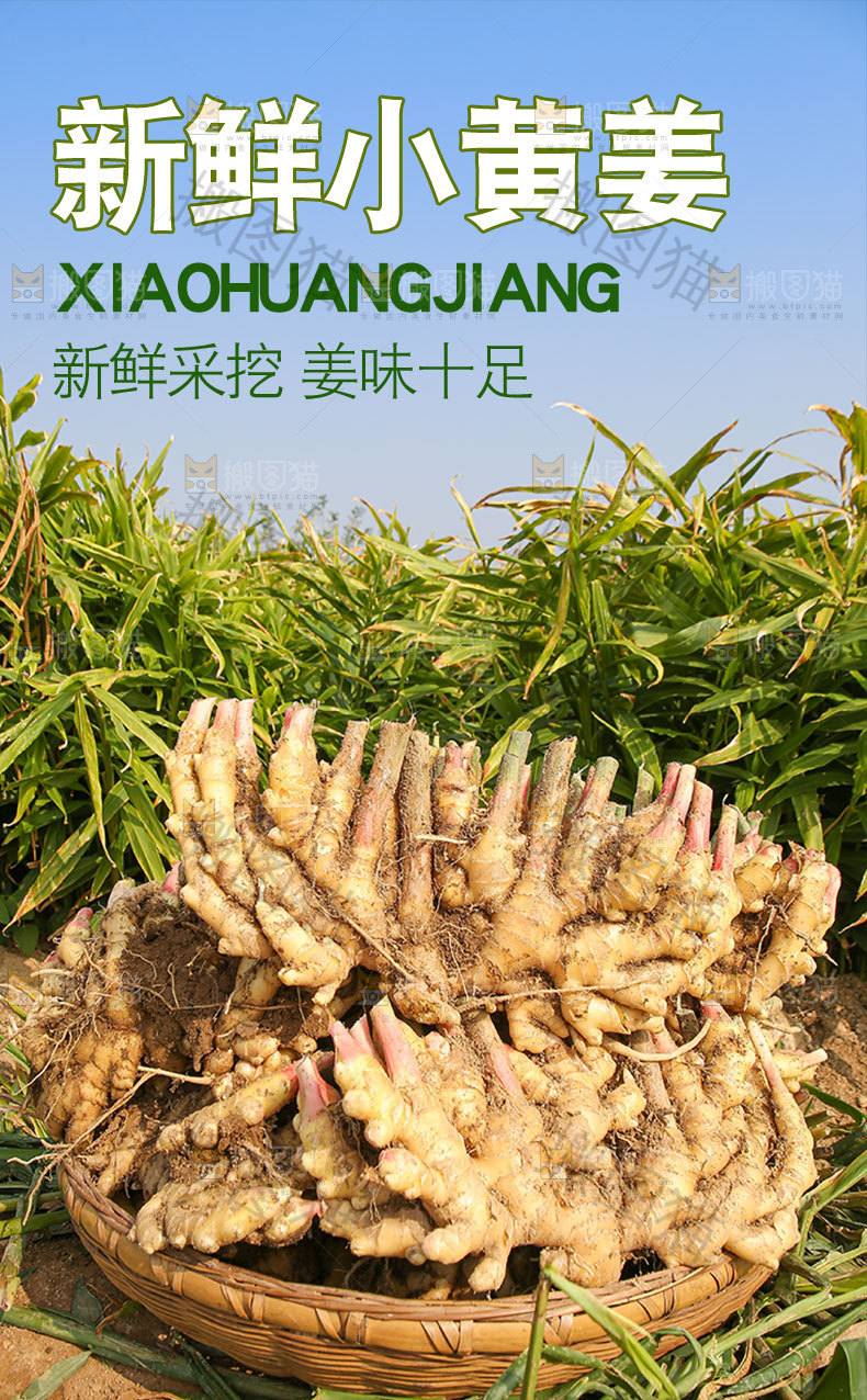 新鲜小黄姜详情页