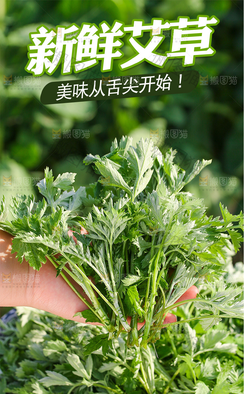 新鲜艾草详情页