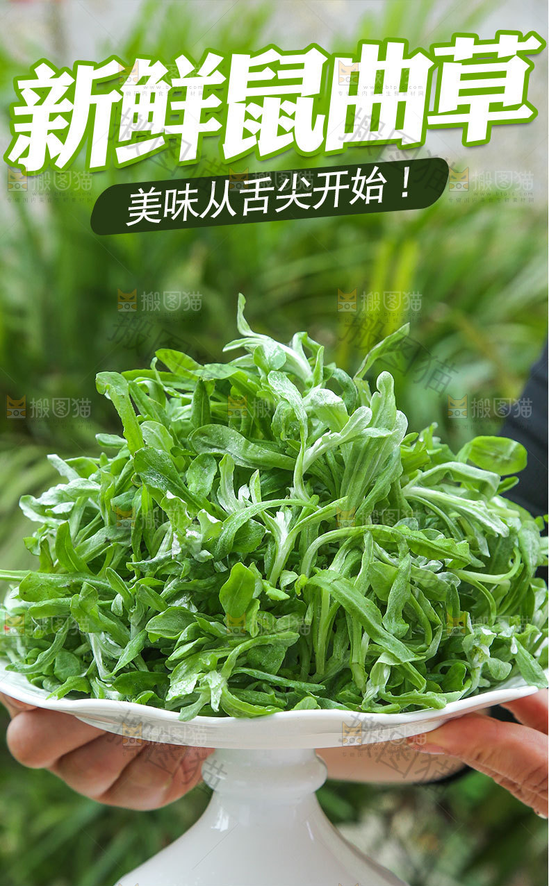 新鲜鼠曲草详情页
