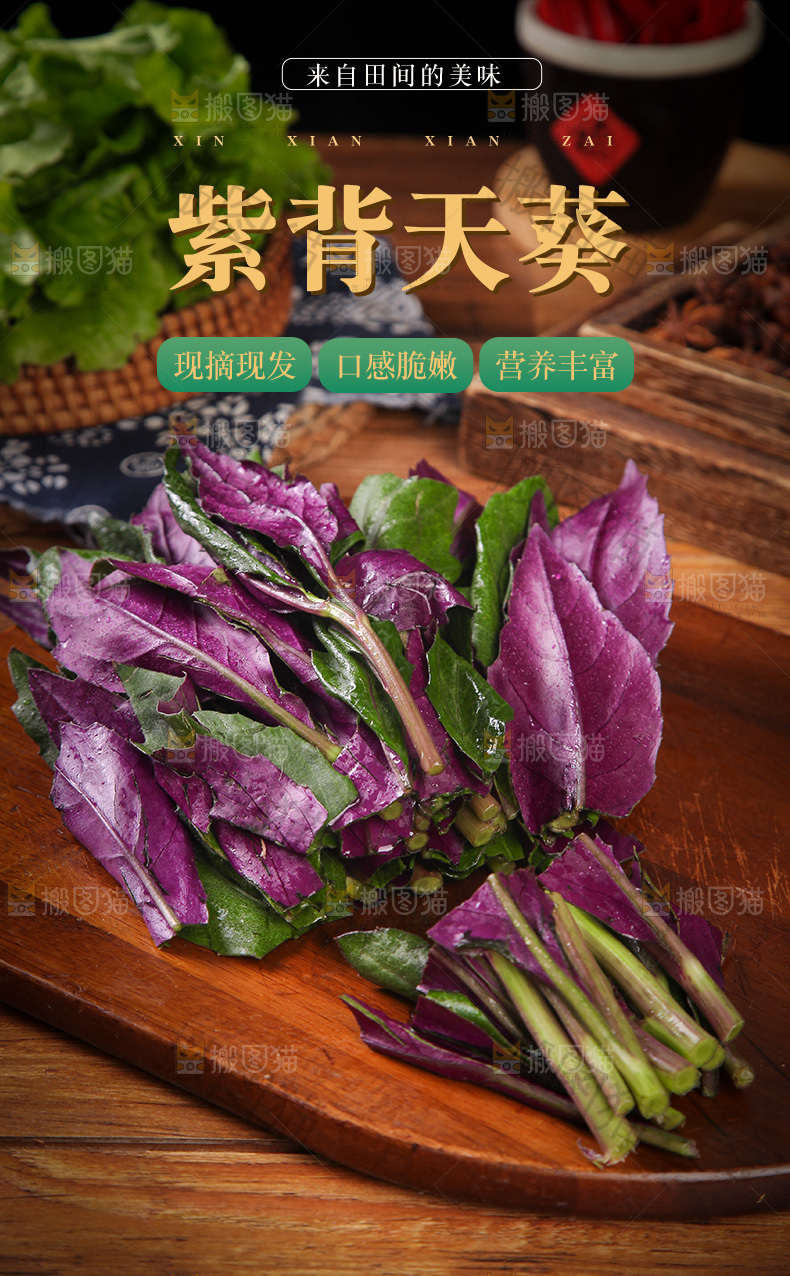 紫背天葵详情页