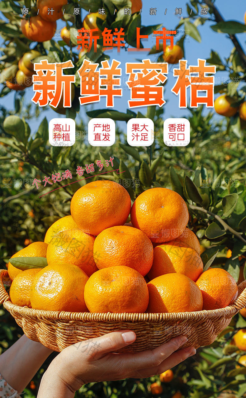 新鲜蜜桔详情页
