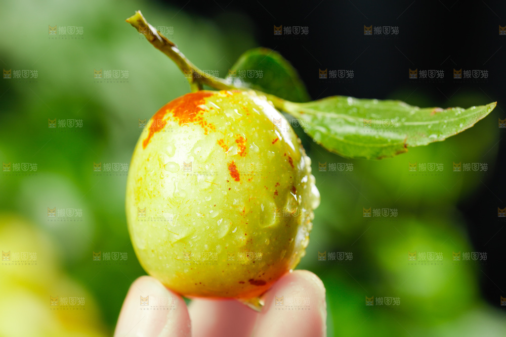 手上拿着脆枣