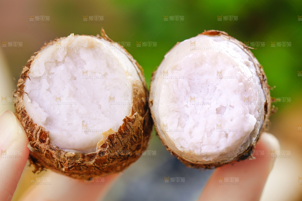 手上拿着小芋头