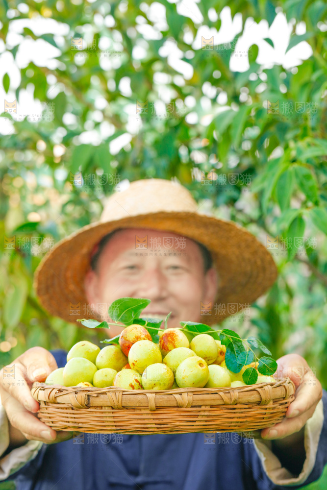 农民手上端着一篮新鲜冬枣