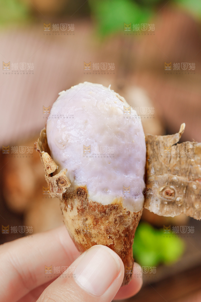 手上拿着小芋头