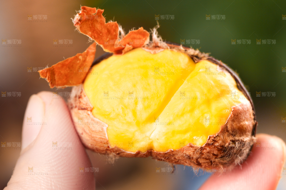 手上拿着栗子