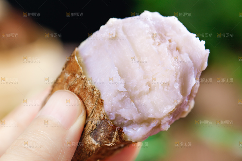 手上拿着小芋头