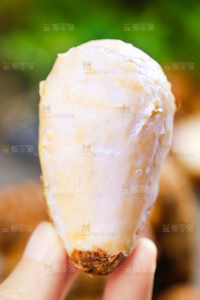 手上拿着小芋头