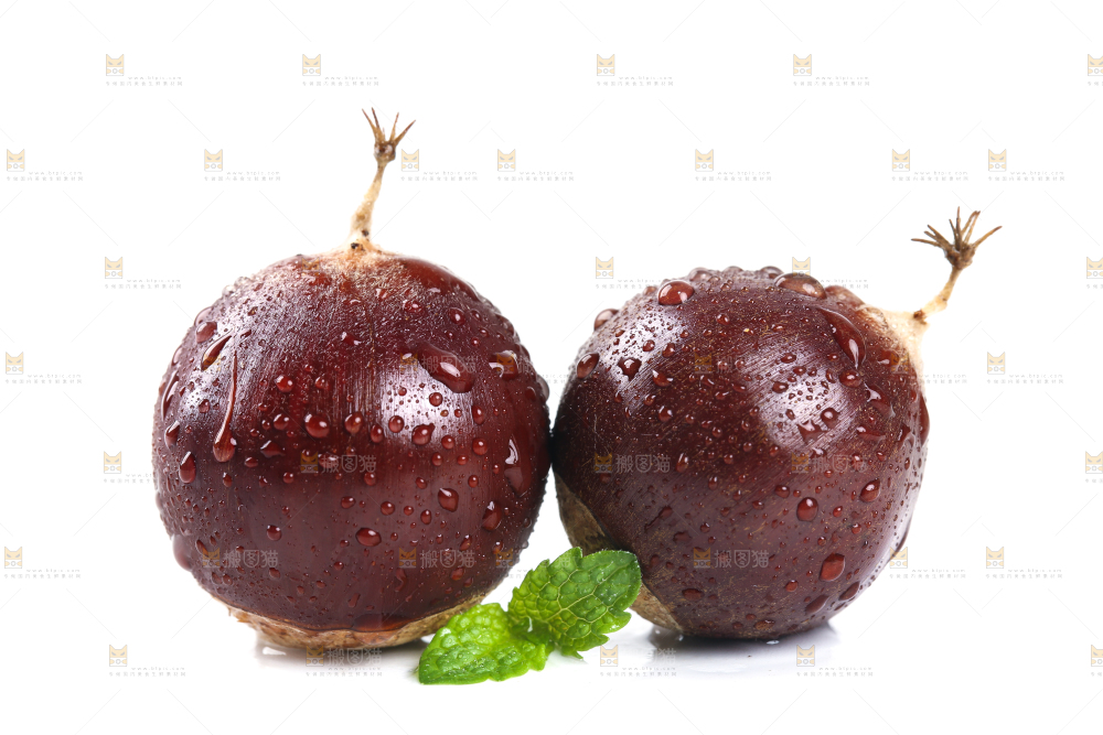 白底上的鲜锥栗