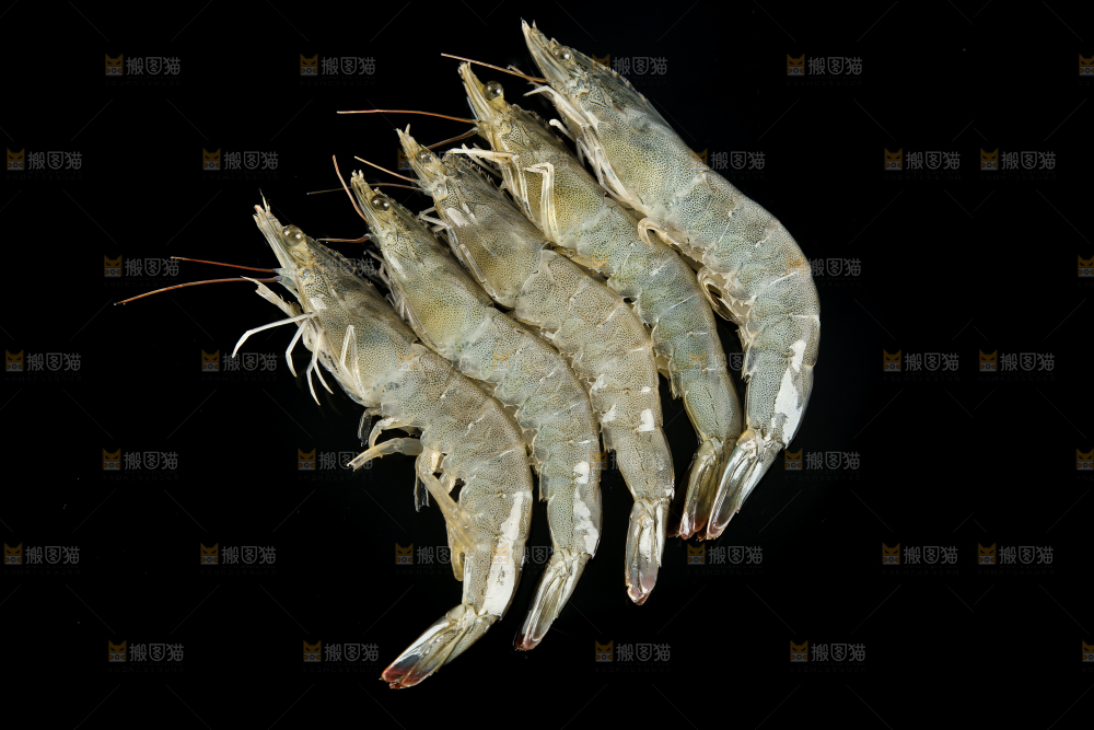 黑底上的大虾