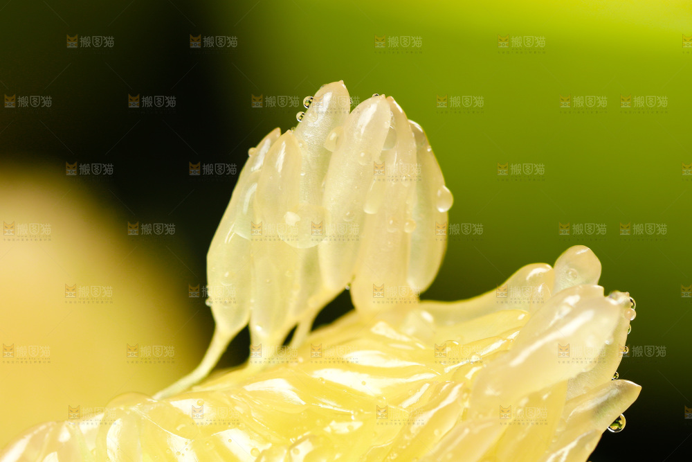 一块白心蜜柚果肉
