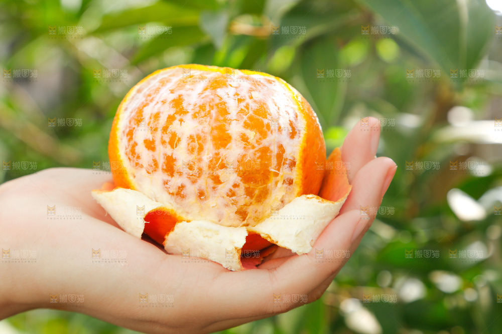 手上拿着撕开皮爱媛38号柑橘