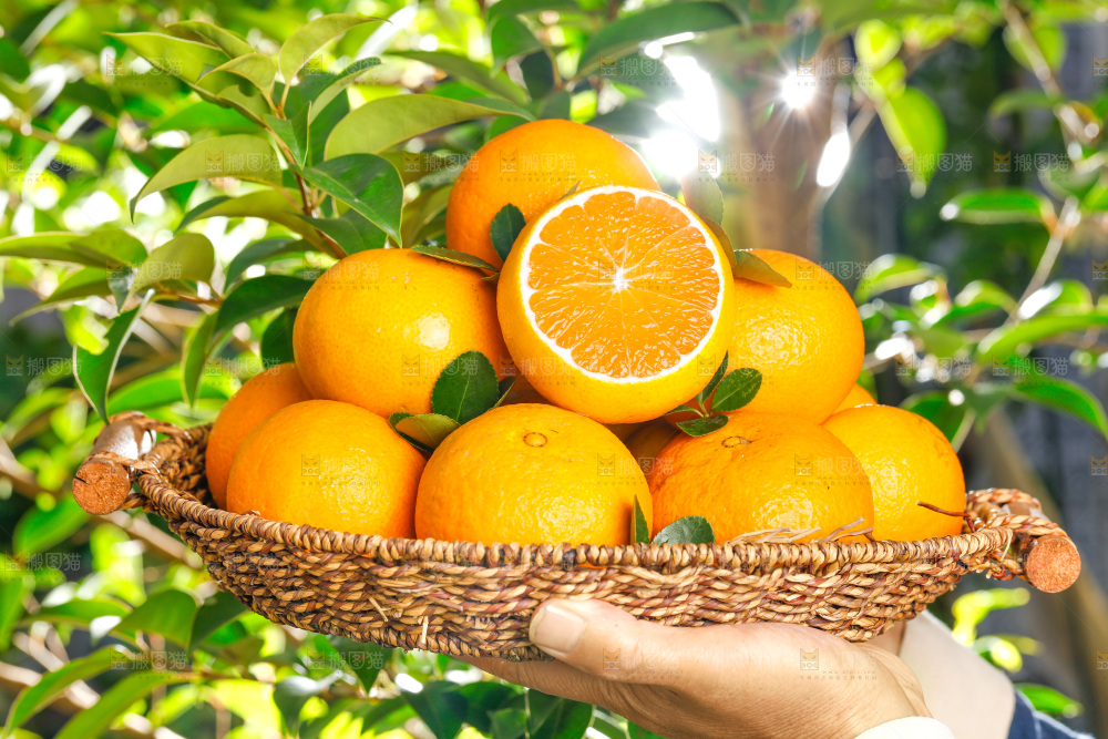 手上端着一篮爱媛果冻橙