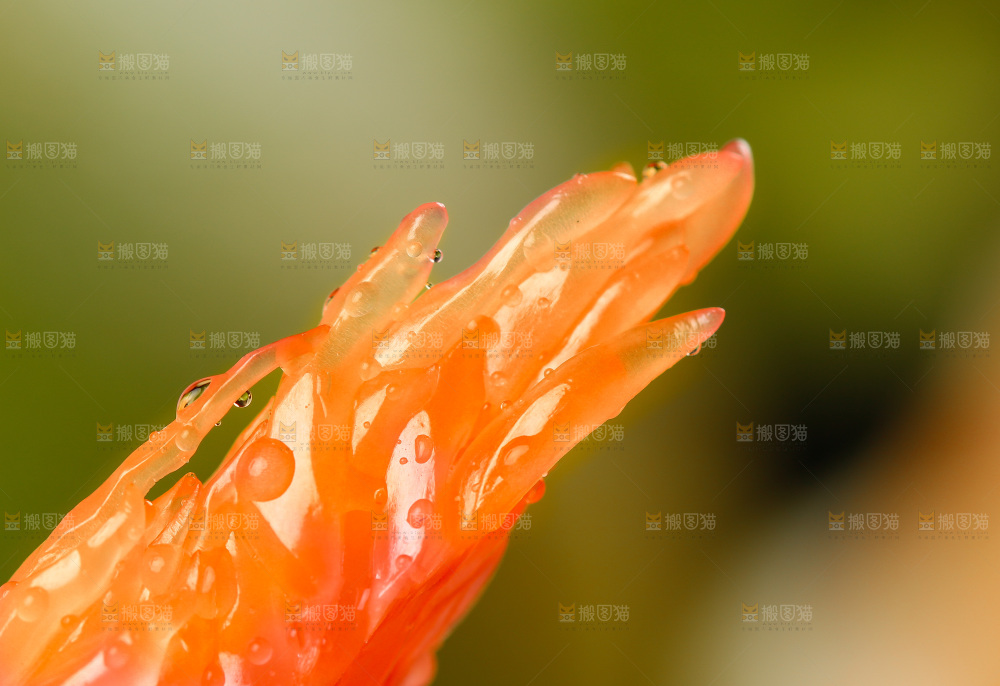 一块红心蜜柚果粒