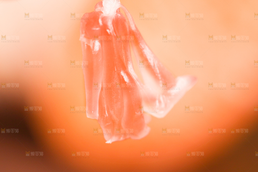 红心蜜柚果粒特写