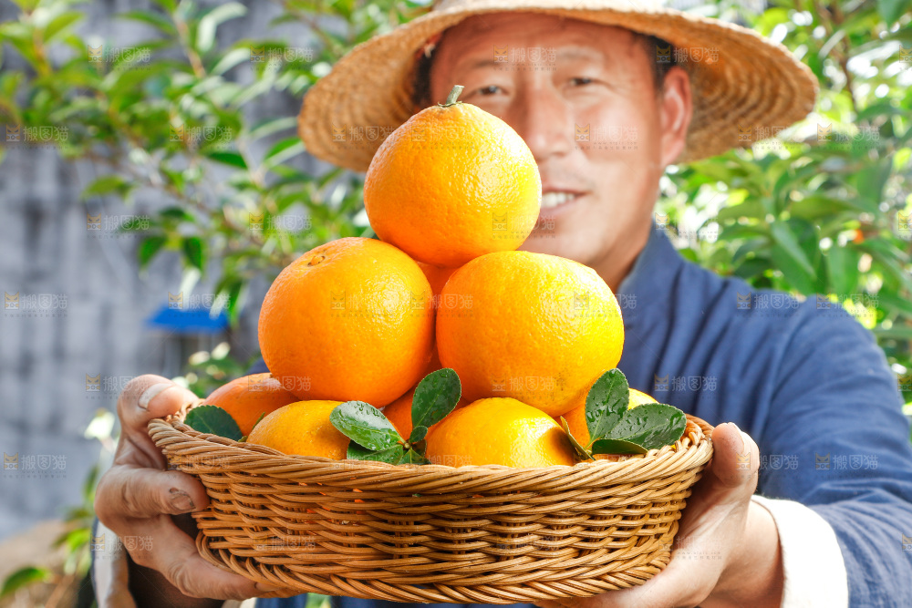 农民手上端着一篮果冻橙