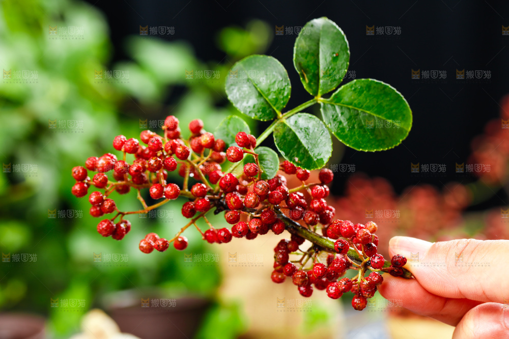 手拿新鲜红花椒