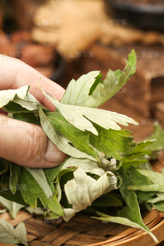 手里拿着艾草叶