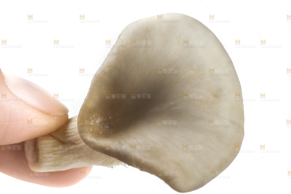 手里拿着平菇